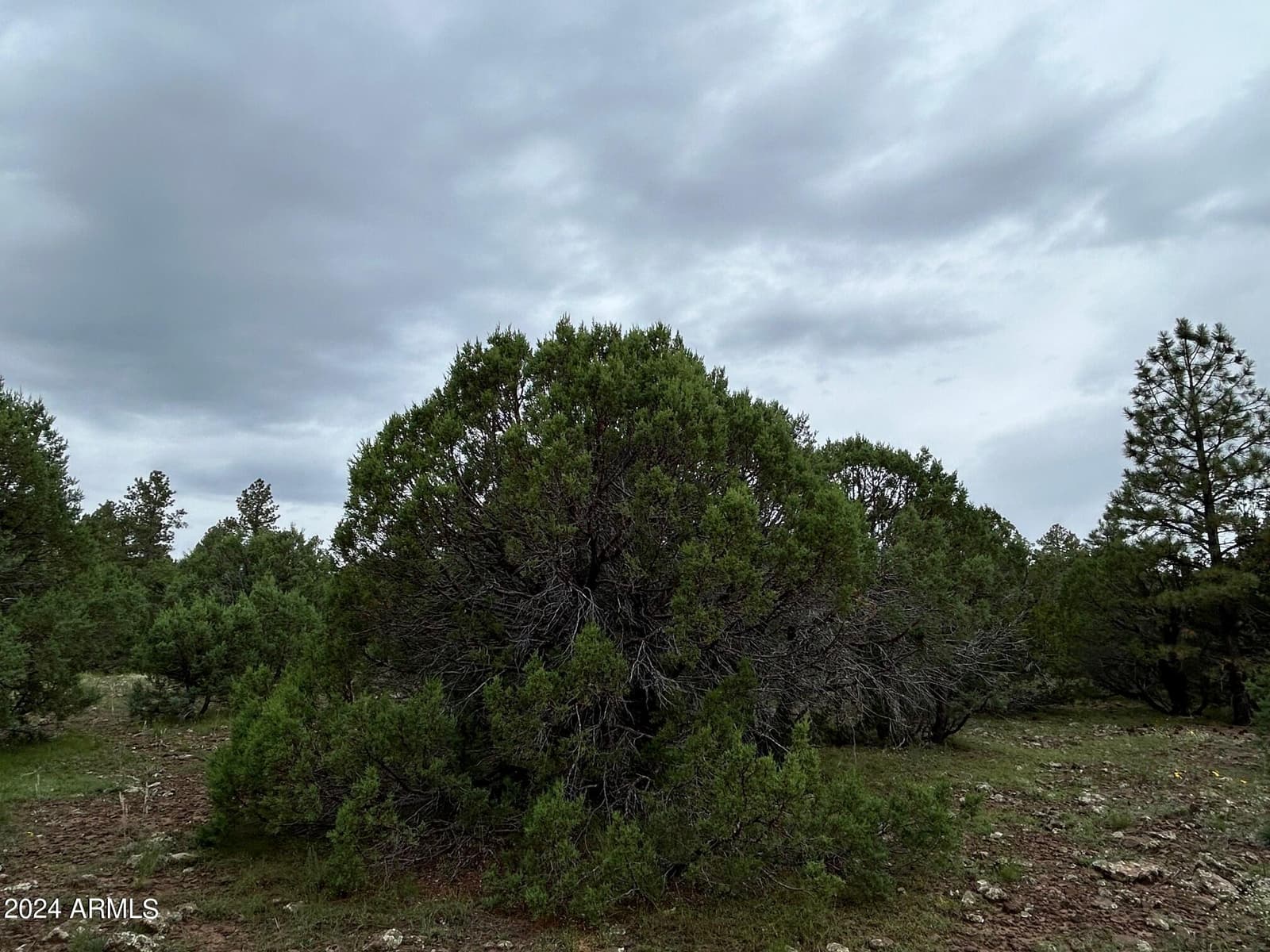 1467 COUNTY RD 3140, Vernon, AZ 85940 — photo 49 of 54
