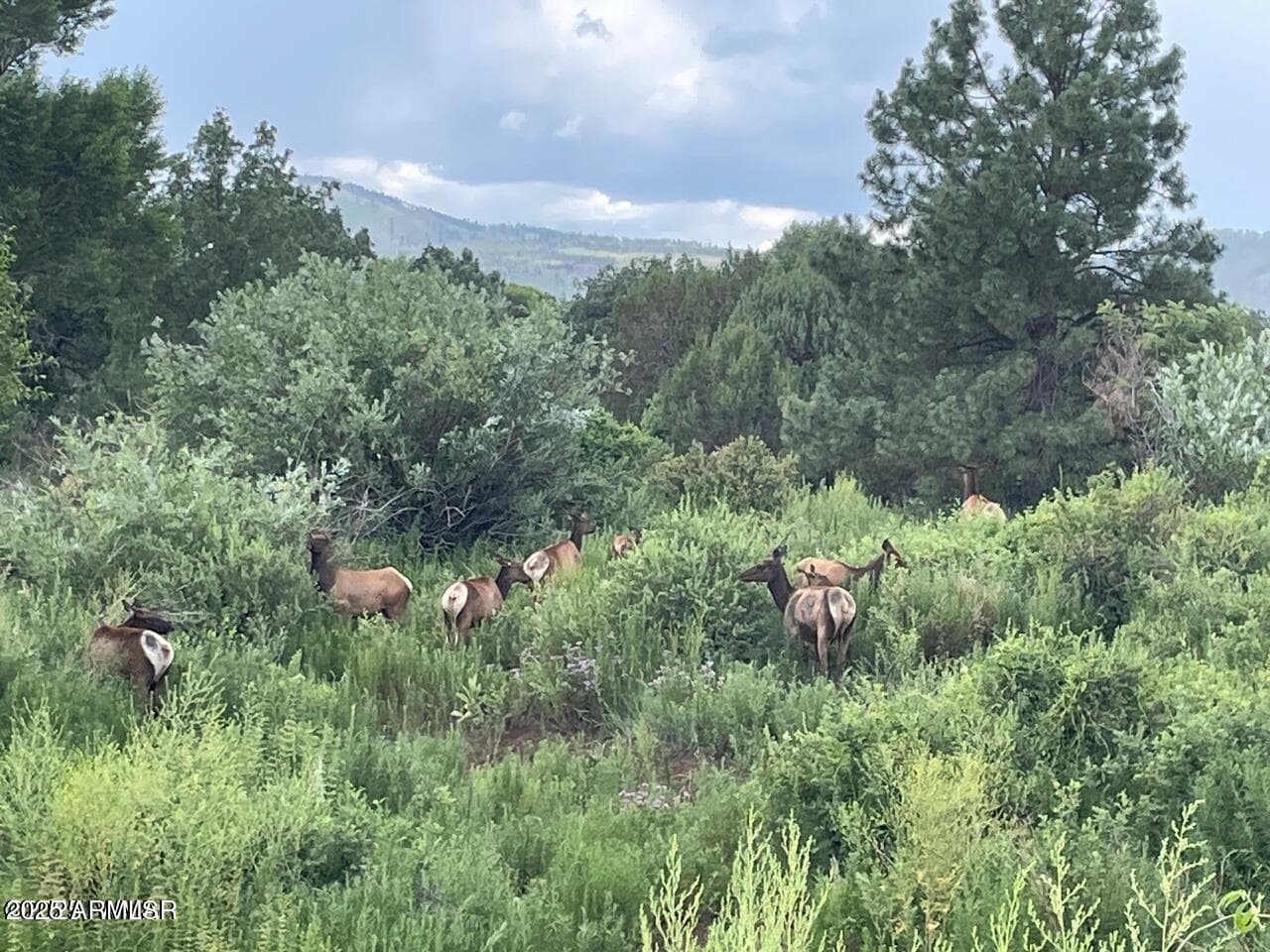 9 N3479, Vernon, AZ 85940 — photo 19 of 20