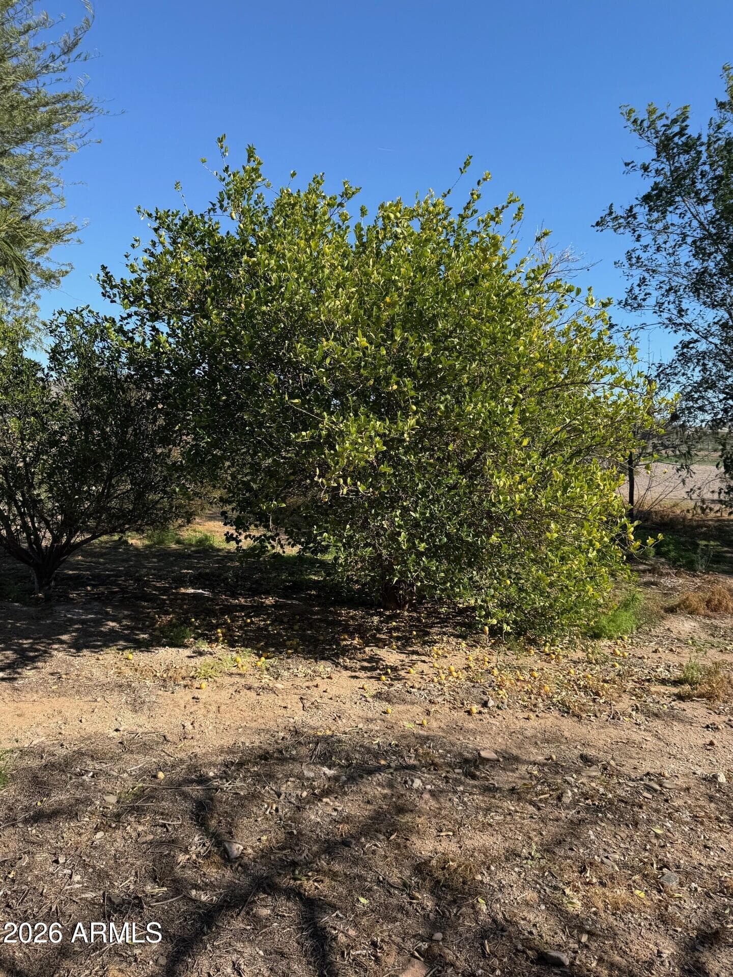31637 N 169TH Avenue, Surprise, AZ 85387 — photo 50 of 66