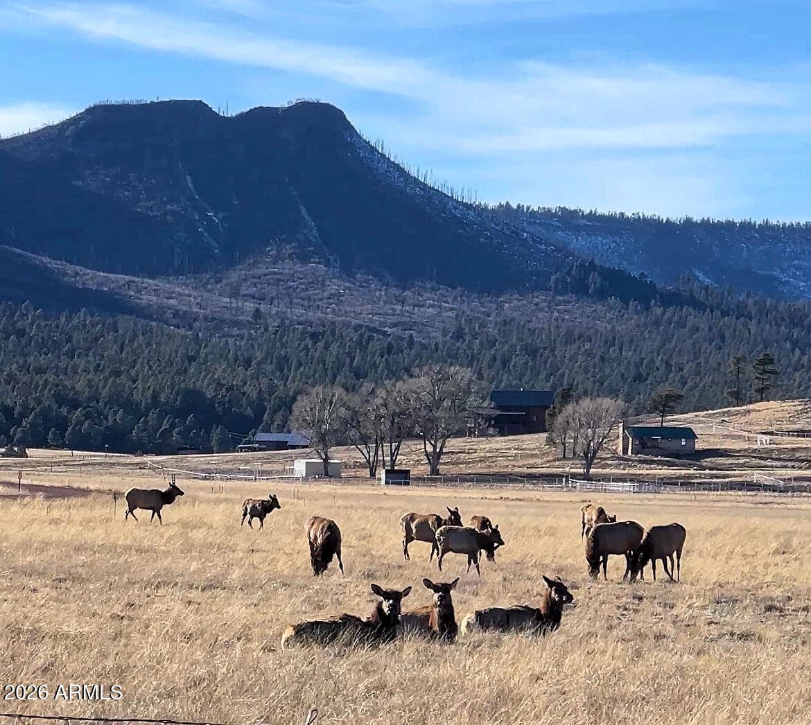 3 County Road N2261, Alpine, AZ 85920 — photo 4 of 41