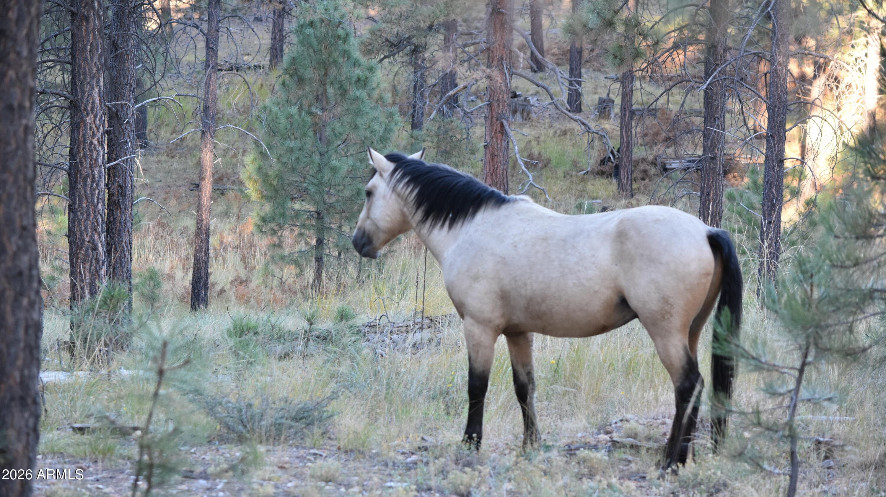151 DEER Trail, Forest Lakes, AZ 85931 — photo 41 of 43