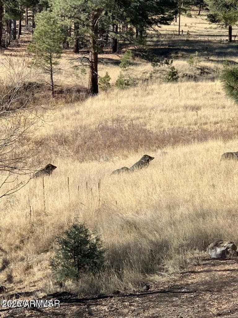 28 COUNTY ROAD 2310, Alpine, AZ 85920 — photo 49 of 56