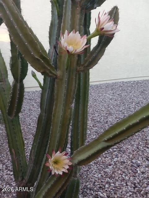 23732 W GROVE Street, Buckeye, AZ 85326 — photo 34 of 39