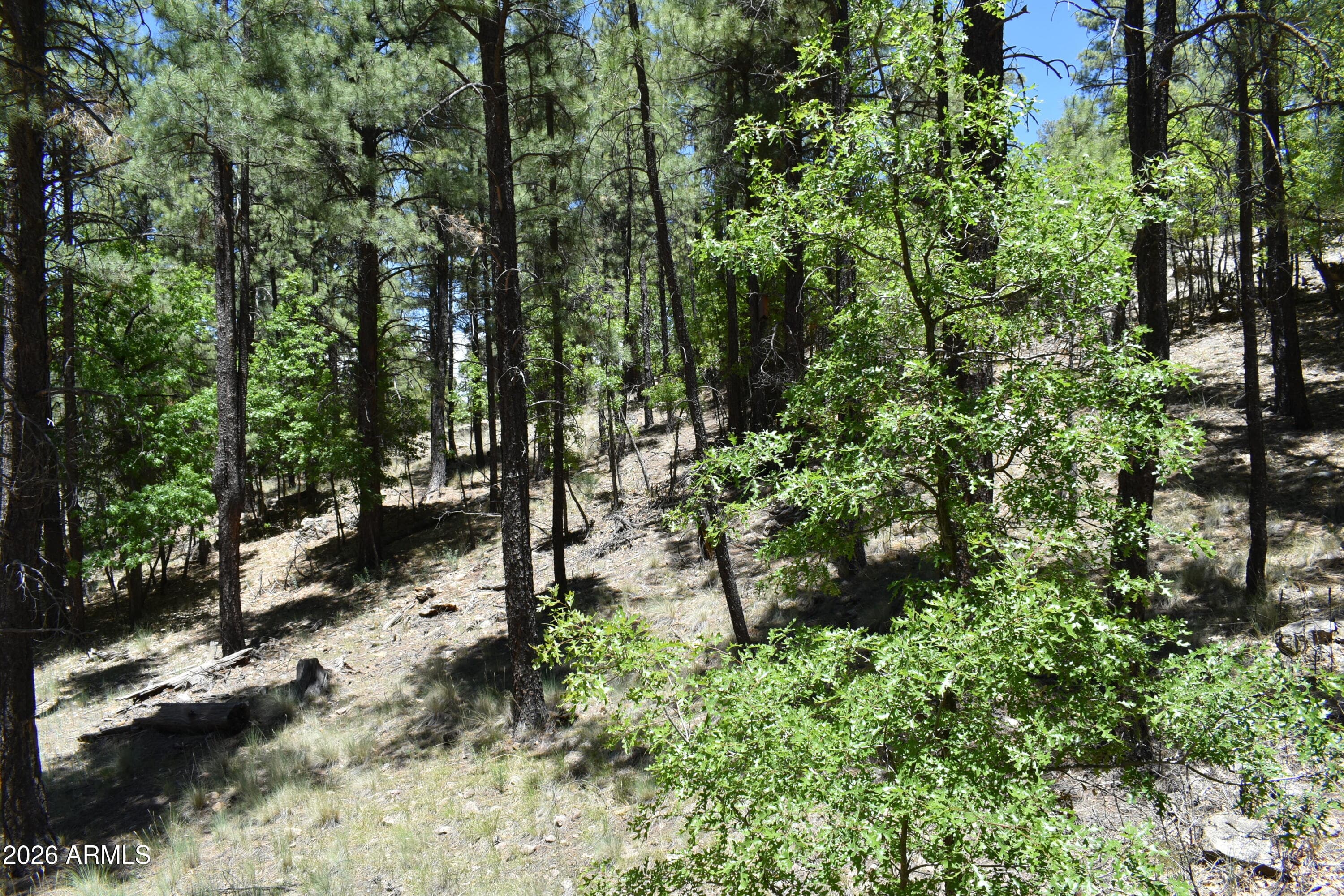 2509 DEER RIDGE Drive, Happy Jack, AZ 86024 — photo 37 of 39