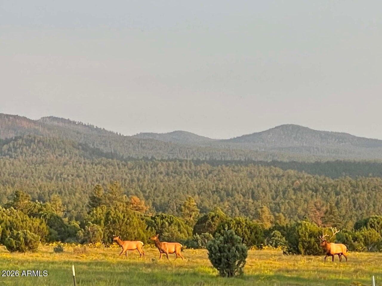 4 N 3163, Vernon, AZ 85940 — photo 87 of 90