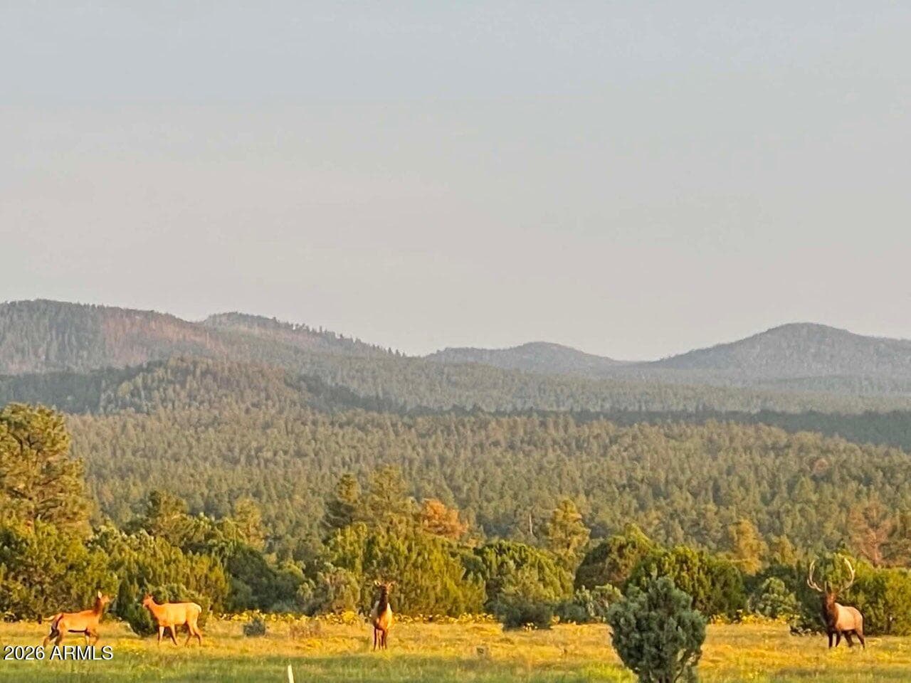 4 N 3163, Vernon, AZ 85940 — photo 88 of 90