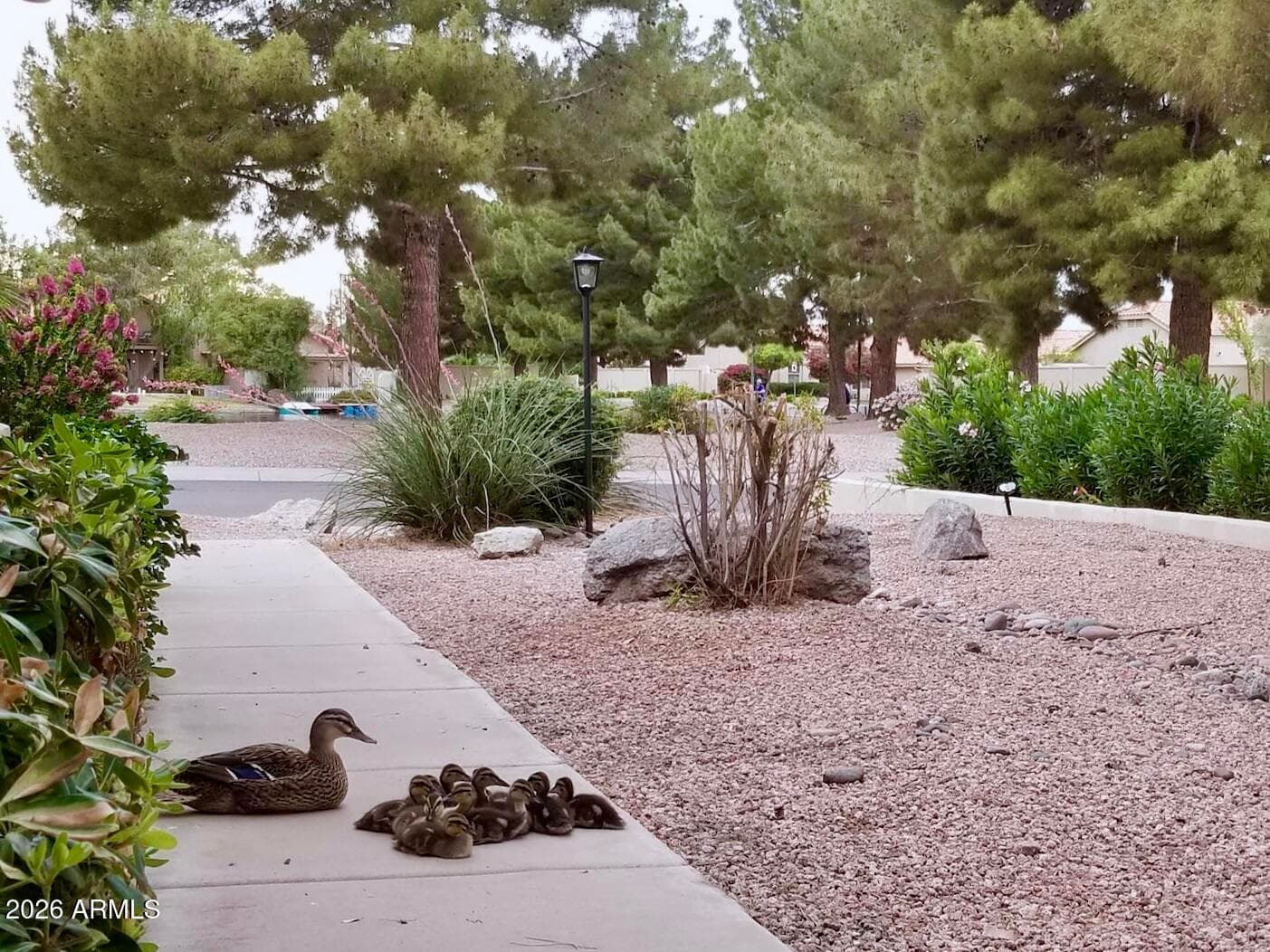 1517 S ASH Drive, Chandler, AZ 85286 — photo 25 of 77