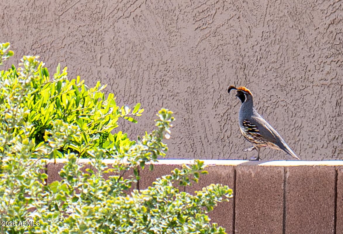 17210 N FIRESTONE Lane, Surprise, AZ 85374 — photo 31 of 31