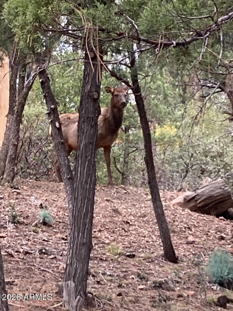 3483 N Hillside Road, Pine, AZ 85544 — photo 12 of 27